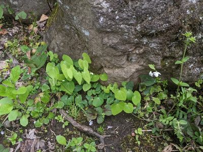 Epimedium diphyllum, photographed by Timur Kalininsky