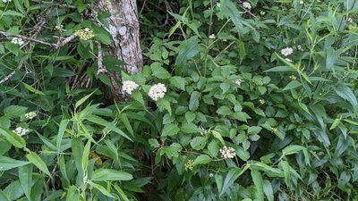 Viburnum scabrellum, photographed by Joseph Aubert