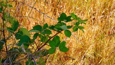 Rubus armeniacus, photographed by Michael Warner