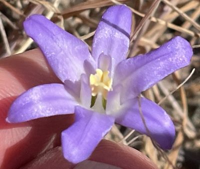 Brodiaea terrestris, photographed by Henrik Kibak