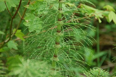 Equisetum telmateia, photographed by Gunnar Bonk