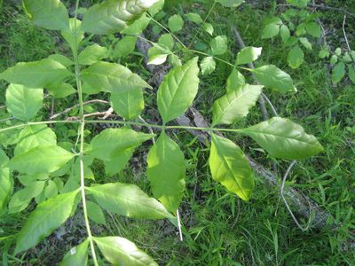 Fraxinus pennsylvanica, photographed by rboles