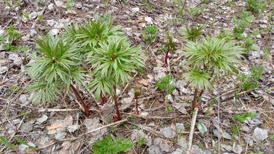 Paeonia anomala, photographed by Tatiana Strus