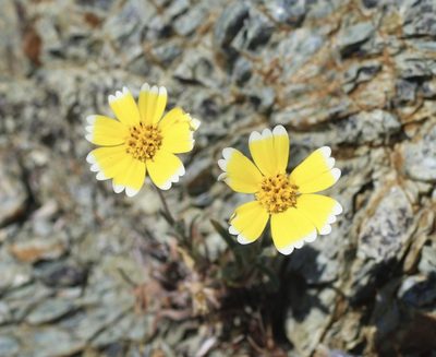 Layia platyglossa, photographed by Cricket Raspet