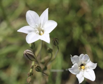 Triteleia peduncularis, photographed by Cricket Raspet