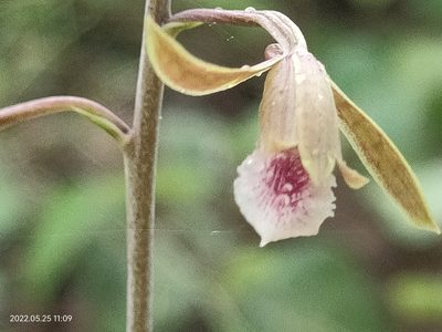 Eulophia graminea, photographed by Ong Jyh Seng