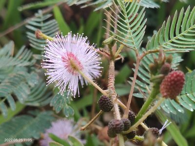 Mimosa pudica, photographed by Ong Jyh Seng