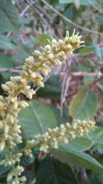 Trigonia nivea, photographed by JG