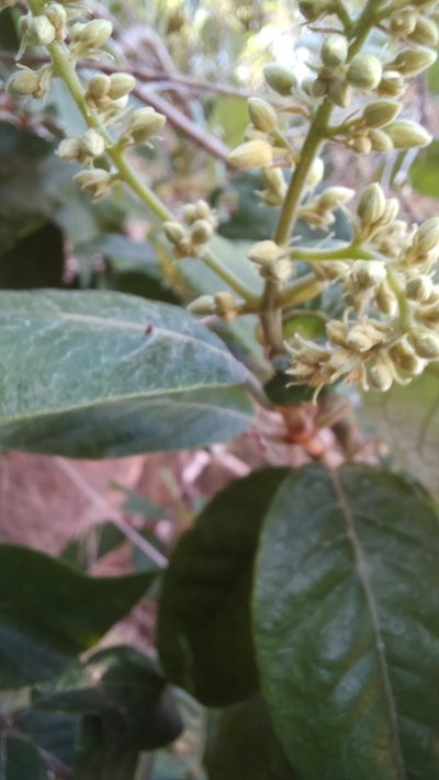 Trigonia nivea, photographed by JG