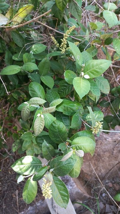 Trigonia nivea, photographed by JG