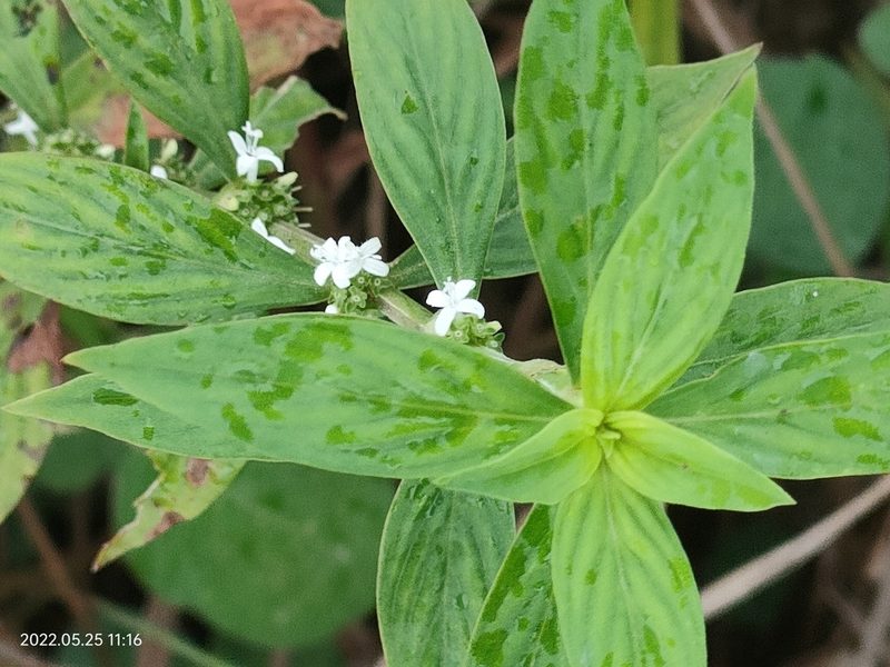 Spermacoce ocymifolia, photographed by Ong Jyh Seng
