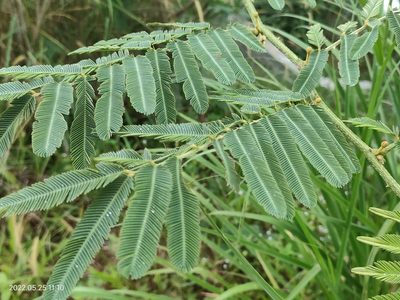 Mimosa pigra, photographed by Ong Jyh Seng