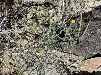 Eschscholzia minutiflora