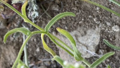 Cryptantha pterocarya
