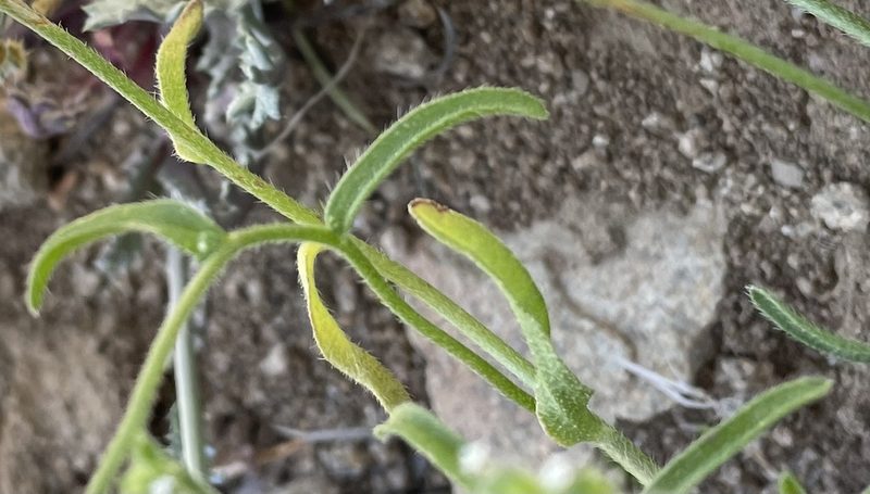 Cryptantha pterocarya, photographed by Henrik Kibak