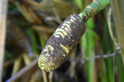 Cyclanthus bipartitus, photographed by Loren Cassin Sackett