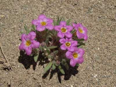 Nama aretioides, photographed by Jim Morefield