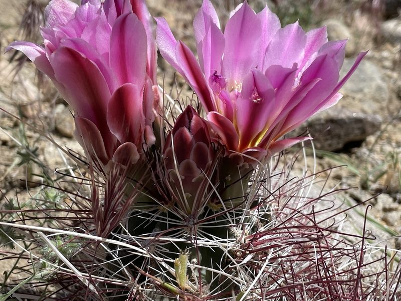 Sclerocactus polyancistrus, photographed by Henrik Kibak