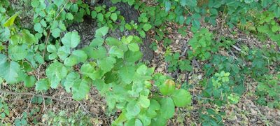 Toxicodendron diversilobum, photographed by Amthinkia