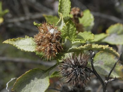 Ambrosia chenopodiifolia, photographed by James C. Davis