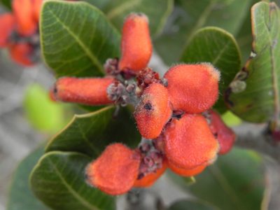Rhus integrifolia, photographed by James C. Davis