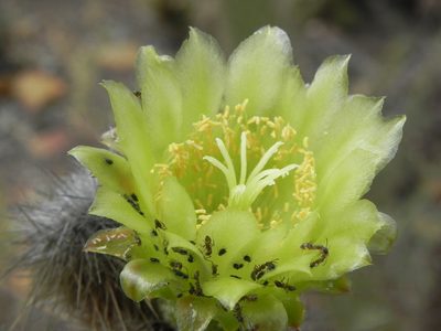 Bergerocactus emoryi, photographed by James C. Davis