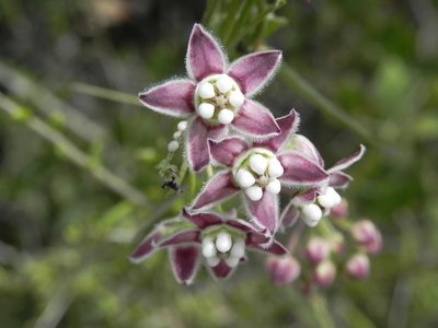 Funastrum heterophyllum