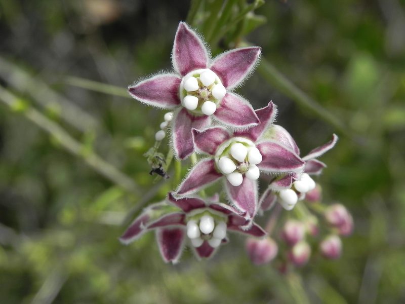 Funastrum heterophyllum, photographed by James C. Davis