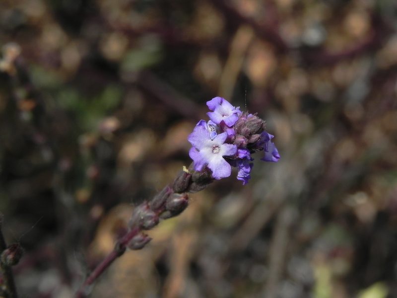 Verbena menthifolia, photographed by James C. Davis
