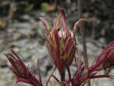 Dicranostegia orcuttiana, photographed by James C. Davis