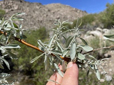 Elaeagnus angustifolia, photographed by Henrik Kibak