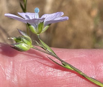 Linum bienne, photographed by Henrik Kibak