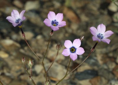 Gilia cana, photographed by Steve Matson
