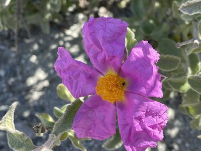Cistus creticus, photographed by Henrik Kibak