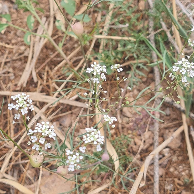Lepidium vesicarium, photographed by Mohammad Sohrabi