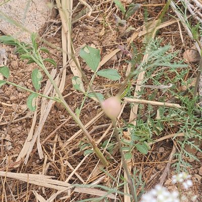Lepidium vesicarium, photographed by Mohammad Sohrabi