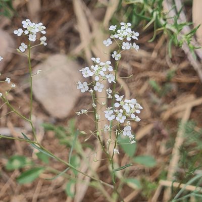 Lepidium vesicarium, photographed by Mohammad Sohrabi