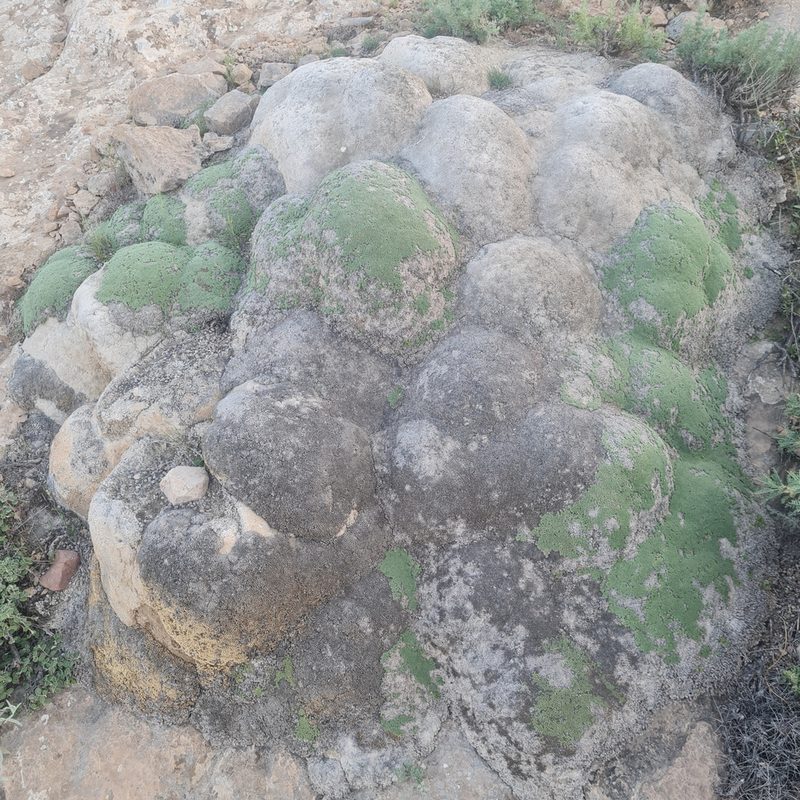 Gypsophila aretioides, photographed by Mohammad Sohrabi