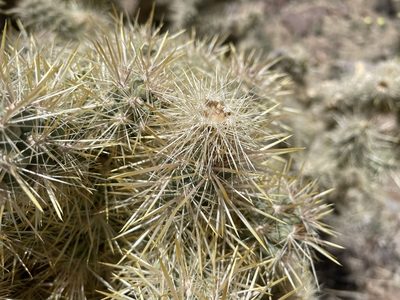 Cylindropuntia echinocarpa, photographed by Henrik Kibak