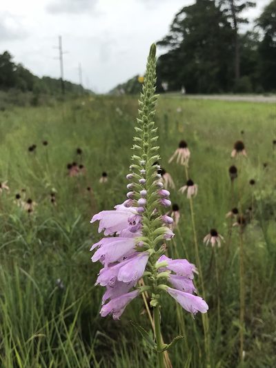 Physostegia digitalis, photographed by Laura Clark