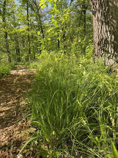 Carex normalis, photographed by Erin Snyder