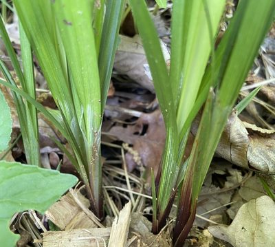 Carex gracillima, photographed by Erin Snyder