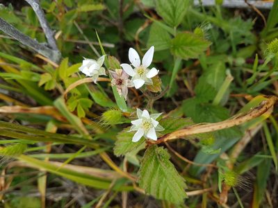 Rubus ursinus, photographed by Chris Fluit