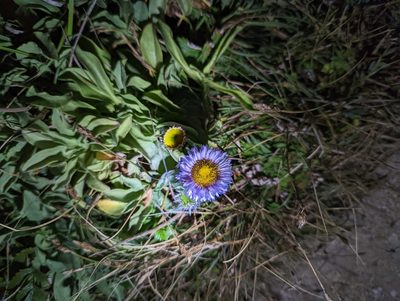 Erigeron glaucus, photographed by Tom and T Herman