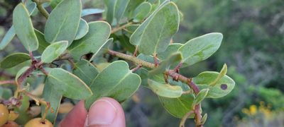Arctostaphylos glauca, photographed by Amthinkia