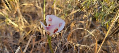 Calochortus venustus, photographed by Amthinkia
