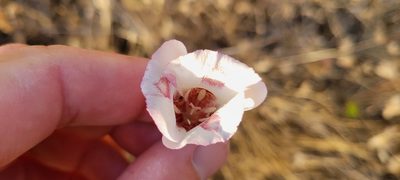 Calochortus venustus, photographed by Amthinkia