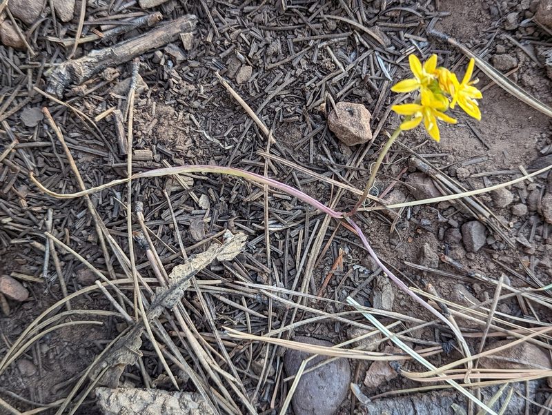 Triteleia lemmoniae, photographed by Rachel Stringham