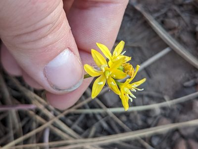 Triteleia lemmoniae, photographed by Rachel Stringham