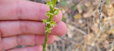 Platanthera michaelii, photographed by Amthinkia